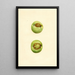 Malus domestica Grimes - James Marion Shull — quadro incorniciato alla parete