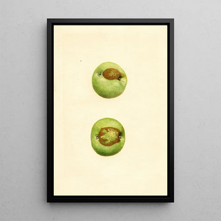 James Marion Shull - Malus domestica Grimes.webp