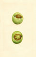 Malus domestica Grimes - James Marion Shull — vista dell’opera