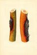 Malus domestica Jonathan - James Marion Shull — vista dell’opera