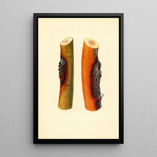 James Marion Shull - Malus domestica Jonathan.webp