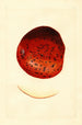 Malus domestica Spitzenberg - James Marion Shull — vista dell’opera