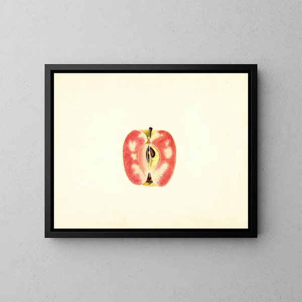 Pomme domestique Surprise - James Marion Shull — quadro incorniciato alla parete