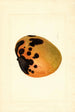 Mangifera indica - James Marion Shull — vista dell’opera