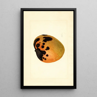 James Marion Shull - Mangifera indica.webp