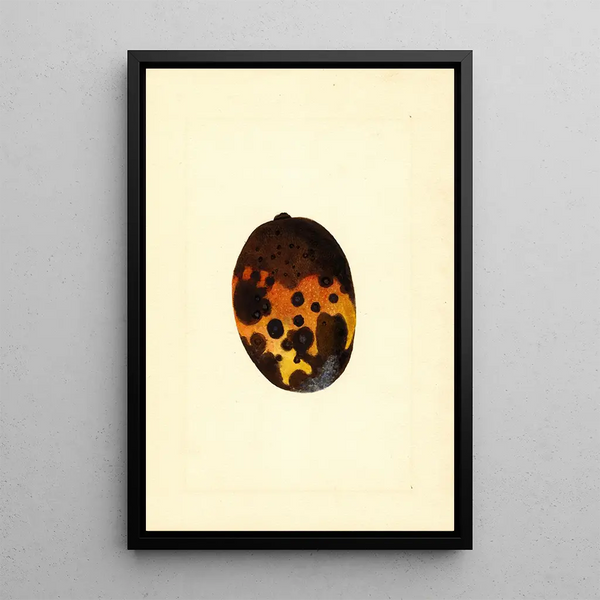 James Marion Shull - Mangifera indica Fernandez.webp