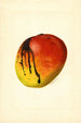 Mangifera indica Mulgoba - James Marion Shull — vista dell’opera