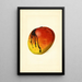 Mangifera indica Mulgoba - James Marion Shull — quadro incorniciato alla parete