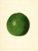 Persea Winslowson - James Marion Shull — vista dell’opera