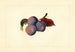 Prunier domestico - James Marion Shull — vista dell’opera