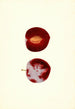 Prunus domestica Flaming Delicious - James Marion Shull — vista dell’opera