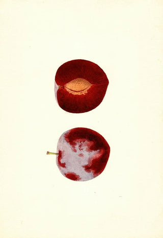 James Marion Shull - Prunus domestica Flaming Delicious.webp