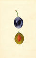 Prunus domestica Stanley - James Marion Shull — vista dell’opera