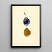 Prunus domestica Stanley - James Marion Shull — quadro incorniciato alla parete