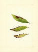 Prunus persica - James Marion Shull — vista dell’opera