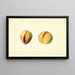 Prunus persica Early Crawford - James Marion Shull — quadro incorniciato alla parete