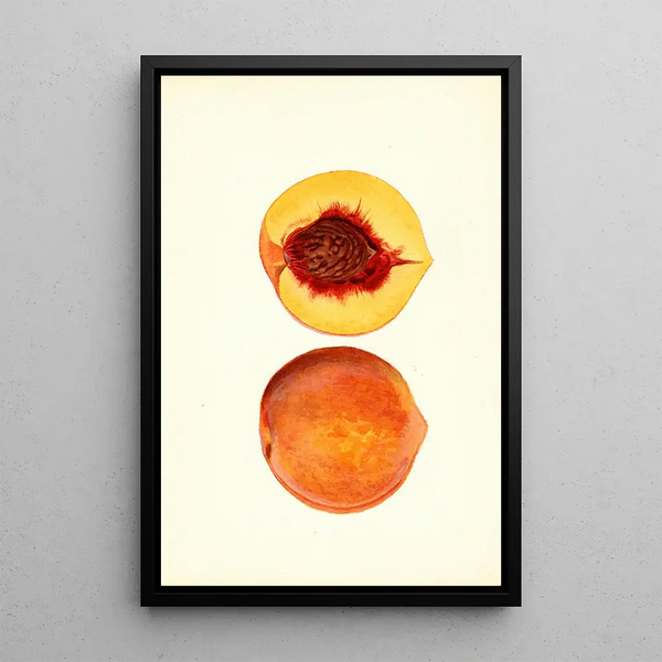 James Marion Shull - Prunus persica Shipper.webp