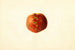 Prunus persica Sutler Cling - James Marion Shull — vista dell’opera