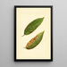 Prunus persica Triumph - James Marion Shull — quadro incorniciato alla parete