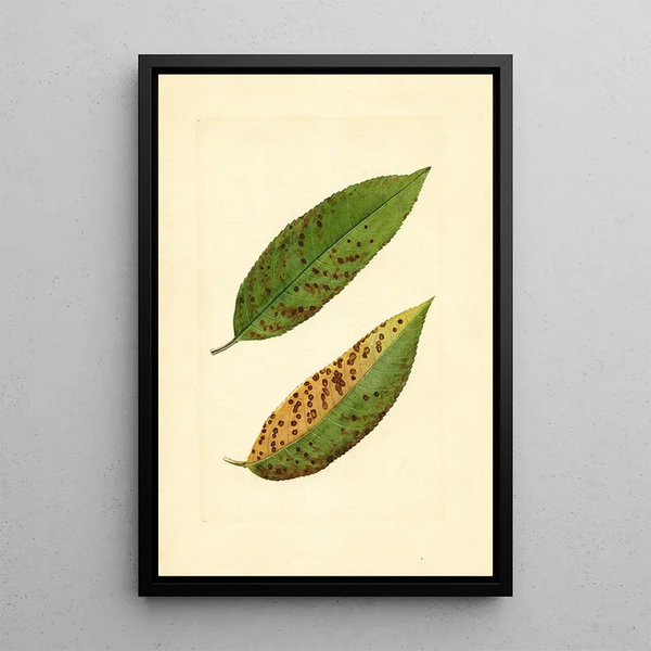 James Marion Shull - Prunus persica Triumph.webp