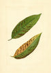 Prunus persica Triumph - James Marion Shull — vista dell’opera