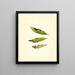 Prunus persica - James Marion Shull — quadro incorniciato alla parete