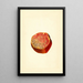 Punica granatum Wonderful - James Marion Shull — quadro incorniciato alla parete