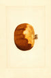 Punica granatum - James Marion Shull — vista dell’opera
