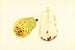 Pyrus communis Bartlett - James Marion Shull — vista dell’opera