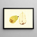 Pyrus communis Bartlett - James Marion Shull — quadro incorniciato alla parete
