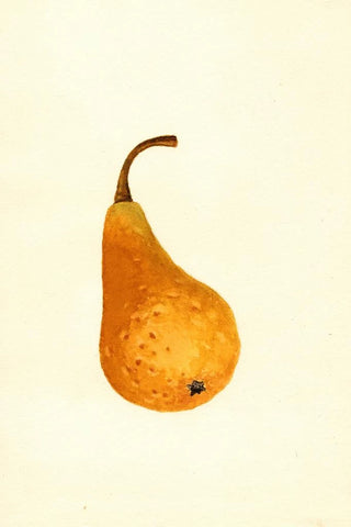 James Marion Shull - Pyrus communis Bosc.webp