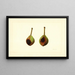 Pyrus communis Kieffer - James Marion Shull — quadro incorniciato alla parete