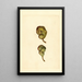 Pyrus communis Seckel - James Marion Shull — quadro incorniciato alla parete