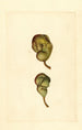 Pyrus communis Seckel - James Marion Shull — vista dell’opera