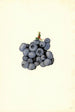 Vaccinium corymbosum Stanley - James Marion Shull — vista dell’opera