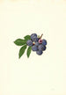 Vaccinium corymbosum Weymouth - James Marion Shull — vista dell’opera