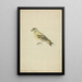 Un pinson - James Sowerby — quadro incorniciato alla parete