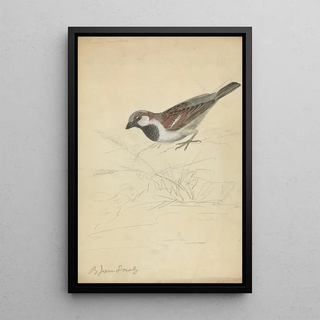 James Sowerby - A House Sparrow.webp