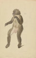 Un mandrillo - James Sowerby — vista dell’opera