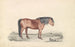 Pony Shetland - James Stewart — vista dell’opera