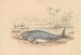 Le Dugong - James Stewart — vista dell’opera