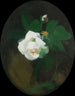 Rosa bianca - James Stuart Park — vista dell’opera