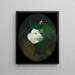 Rosa bianca - James Stuart Park — quadro incorniciato alla parete