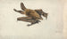Una pipistrello marrone con orecchie lunghe - James Ward — vista dell’opera