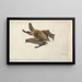 Una pipistrello marrone con orecchie lunghe - James Ward — quadro incorniciato alla parete