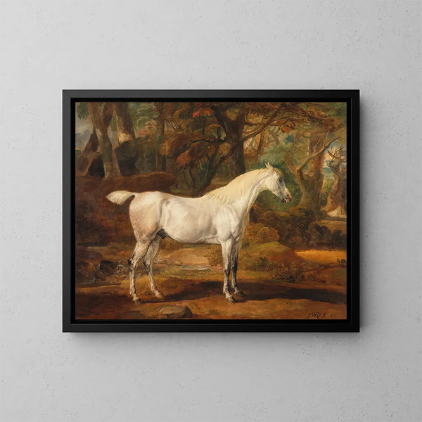di un cavallo arabo grigio appartenente a Sir Watkin Williams-Wynn - James Ward — quadro incorniciato alla parete