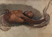 Uomo che lotta con un boa constrictor Studio per Il serpente Liboya che afferra la sua preda - James Ward — vista dell’opera