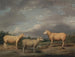 Moutons Ryelands, il montone del re, la pecora del re e il montone di Lord Somerville - James Ward — vista dell’opera