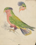 Un cacatua - James de Carle Sowerby — vista dell’opera
