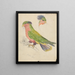 Un cacatua - James de Carle Sowerby — quadro incorniciato alla parete